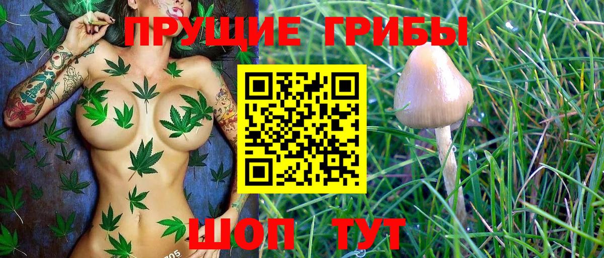 Алапаевск  Псилоцибиновые грибы Psilocybe  Вход с VPN 